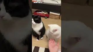 Training cat to shake hands #microfacts