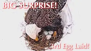 #1🦅BIG SURPRISE🥳3RD EGG LAID🎉🥚🥚🥚／Duke  Farms  Eagle Nest 2026／Duke Mom💗Duke Dad／by Duke  Farms