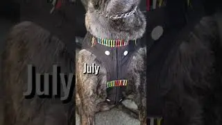 Police Dog Gets Custom-Fit Body Armor