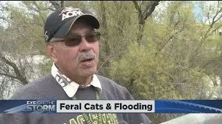 State Worker Rushing To Save Feral Cats Near Tower Bridge From Rising River