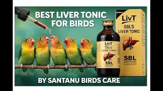 Best Homeopathy Liver Tonic For Our Birds By @PakhirVidyalaya