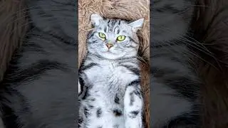 Custom summer massage for cats&mdash;check it out! 😎 #cat #catlife #grooming #petcare #satisfying #fyp