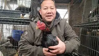 This is how i exercise my chickens 