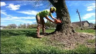 rotten maple crunch #deadtree #treework #treeclimbers