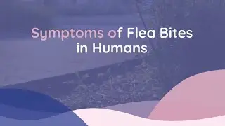 The Symptoms and Treatments for Flea Bites | Family Medicine Austin