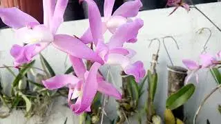 Laelia autumnalis