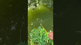 Amazing hook fishing by single hook #hook_fishing #fishingtechniques