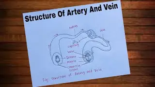 How To Draw Structure Of Artery And Vein/ Structure Of Artery And Vein Diagram Drawing 