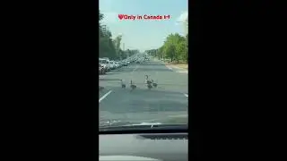 Duck Crossing Road #viral #youtubeshorts #darshshorts