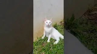 Kucing mata belang ❤️ #cat #kucing #kucinglucu #animals #kitten #meow #cutecat #shorts #short #cats