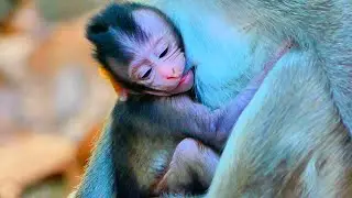 Primate baby monkey.../Please loves baby.../Wonderful life baby.../Nice clip
