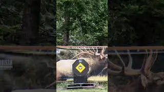 ANNIHILATOR KATANA BROADHEAD 100GN PART 2.  FIELD POINT GROUP VS BROAD HEAD GROUP @ 80YRDS ARCHERY