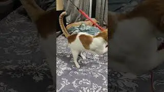 midnight play sessions with our cats
