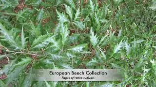 European Beeches (Fagus sylvatica cultivars)