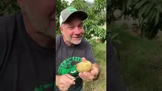 Sapodilla also known as Nispero Chicos and Naseberry