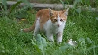 MY FAVORITES Cute Animals Compilation   Free Stock Footage No Copyright 1080p
