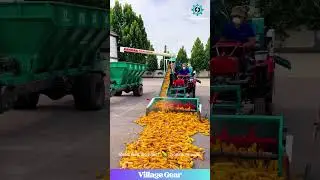 This Corn-Eating Conveyor Belt is My New Favorite Machine! 😂 A River of Corn! You Have to See It!