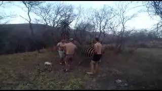 RIDING A ZEBRA IN SOUTH AFRICA! SO FUNNY:D