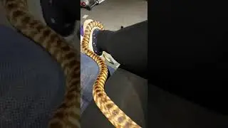 Slithery snake