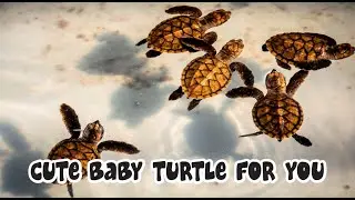 Animals Sounds (Turtle) | Baby Turtle Sounds Effects