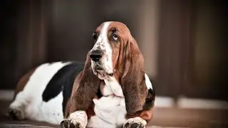 Where did the Basset Hound originate?