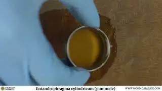 Sapele (Entandrophragma cylindricum)