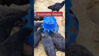 Easy Poultry Feeding with Automatic Multi-Port Feeder #shortsfeed #poultryfeeder
