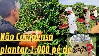 🌱VALE A PENA PLANTAR MIL P&Eacute; DE CAF&Eacute;?🌱🔔CONFIRA J&Aacute; 🤠