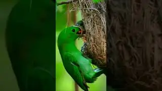bird feeding baby so heartwarming #shorts #greenbird #birdfeeder #birds #hatching #egghatching