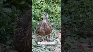 Sound of a female mallard duck 🦆