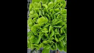 Semi Automated Plug Tray Seeding