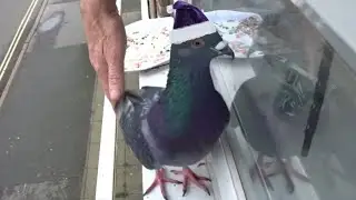Eddie Eagle's Christmas Party, Part 16