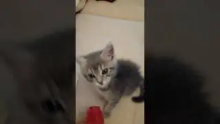 Котёнок Бандит впервые пробует арбуз/Little kitten is eating watermelon first time