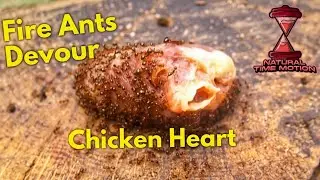 Hungry Fire Ants Devour A Chicken Heart