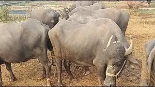 Dairy Farm !! Buffalo Dairy Farm Live