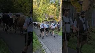 Viehscheid in Thalkirchdorf 2024 #allg&auml;u #almabtrieb #viehscheid #k&uuml;he #cows #glocken #kuhglocken