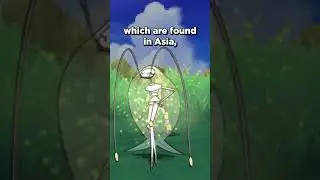This Animal Is Named After Pheromosa #pokemon #pokemonfacts #pokemonsunandmoon