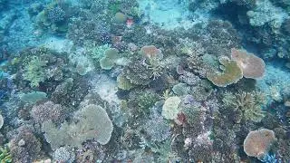 Fiji Reef Sounds