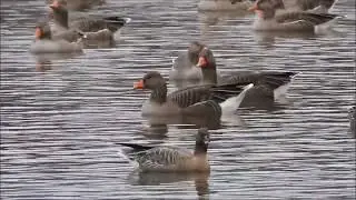 Tunda Bean Goose