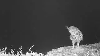 Oehoe in de nacht | Wildcam