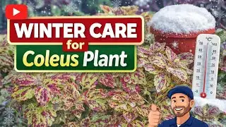 🪴 Coleus Plant Care in Winter season #nature #plants #gardening #grih_shobha 