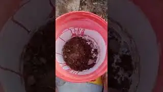 How to repot big champa/plumeria plant 🌿🌿|| champa plant repotting ☘️🌴#shorts #youtubeshorts