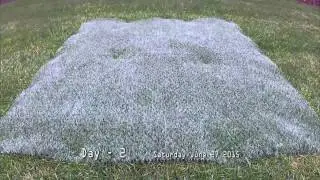 How EZ Hybrid Turf works: Video