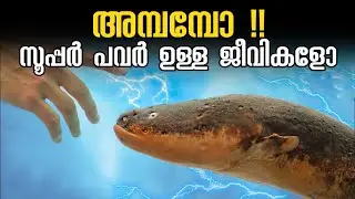 അത്ഭുത ശക്തിയുള്ള ജീവികളെ കണ്ടിട്ടുണ്ടോ ??😳😱 ANIMALS WITH SUPERPOWERS | MALAYALAM | AF INFO SHOW