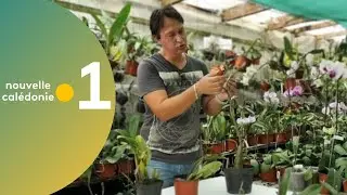 1 - Astuce jardinage : Se d&eacute;barrasser des cochenilles
