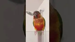 GCC Parrot Yawning #shorts #gcc #parrot #bird