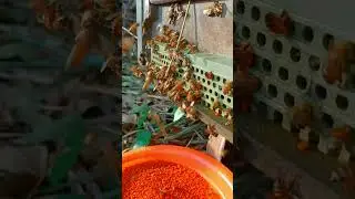 Hive Door Activity During Pollen Harvest
