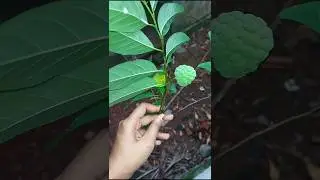 സീതപ്പഴം/sugar Apple/custard apple #sugarapple #custardapple#seethapazham #shortsfeed#shorts#fruits