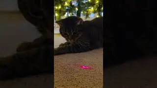Two Cats, One Laser challenge