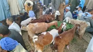 الجزء الثاني من هبوط أسعار الماعز العشر والوالدة وارتفاع اسعار اللحم الضاني والماعز واسعار الحملان